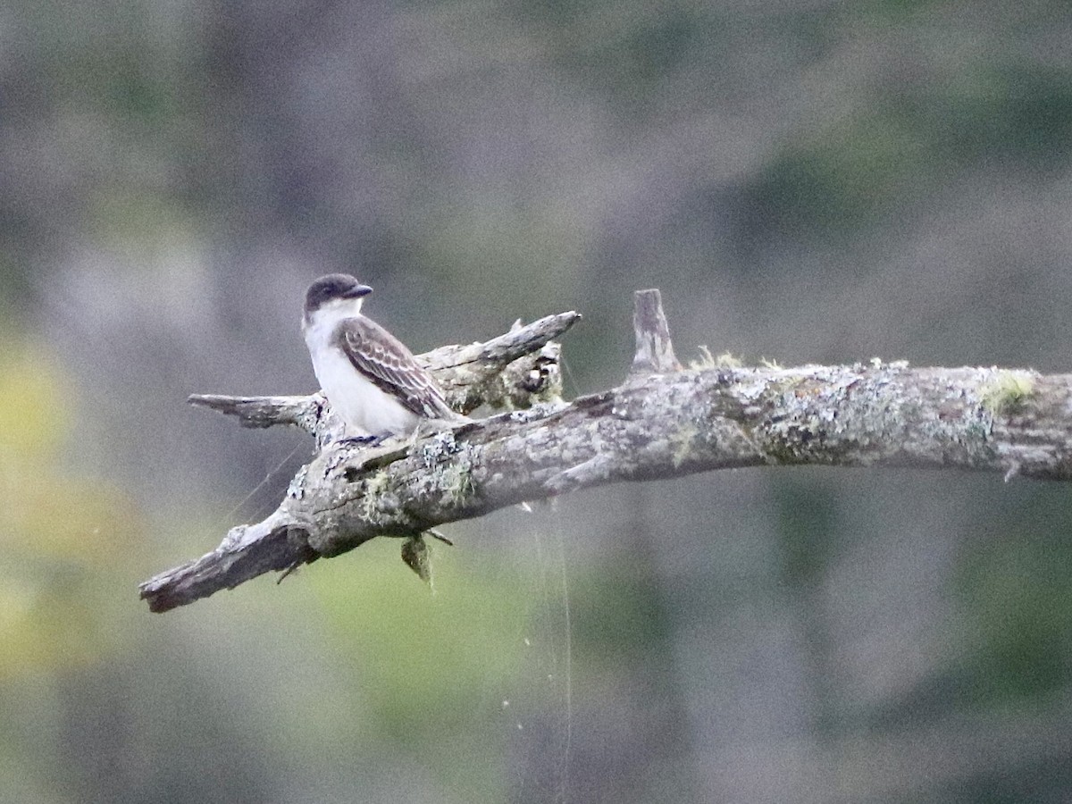 Eastern Kingbird - ML622680550