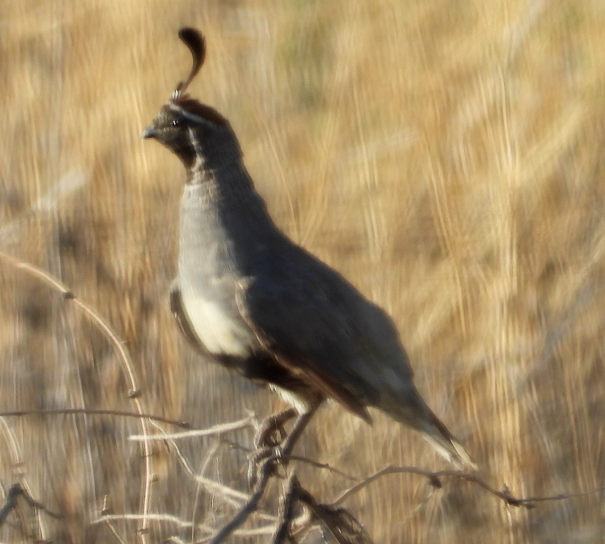 Gambel's Quail - ML622680561