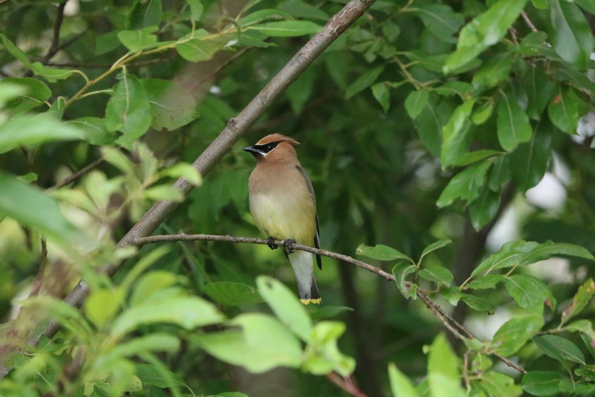 Cedar Waxwing - ML622680562