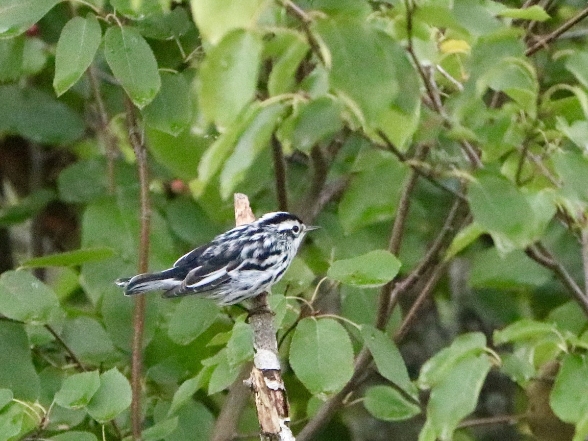 Black-and-white Warbler - ML622680579