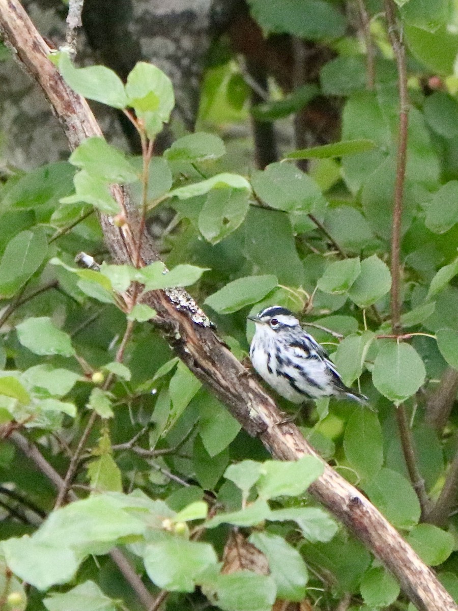 Black-and-white Warbler - ML622680580