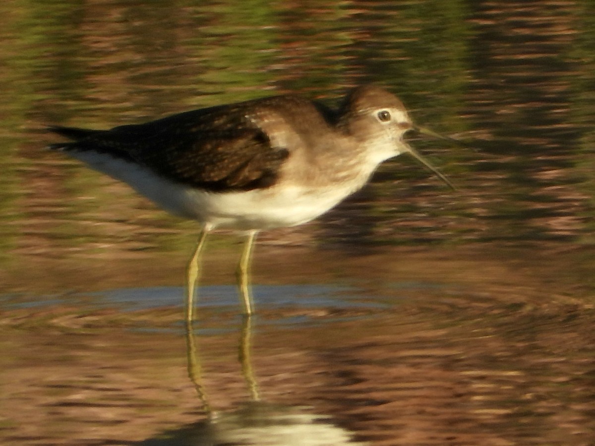 ביצנית בודדת - ML622680591