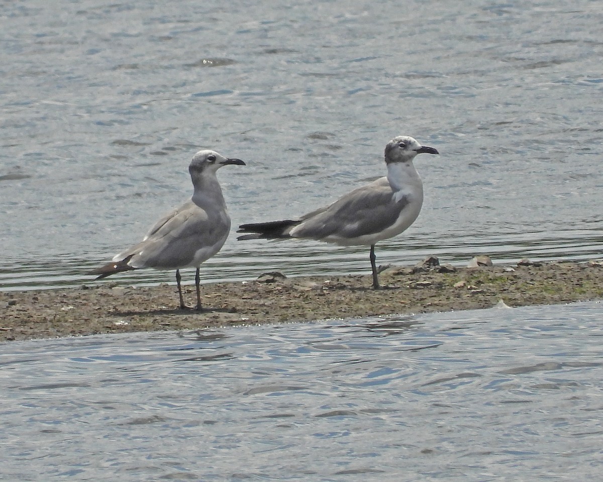 Gaviota Guanaguanare - ML622680600