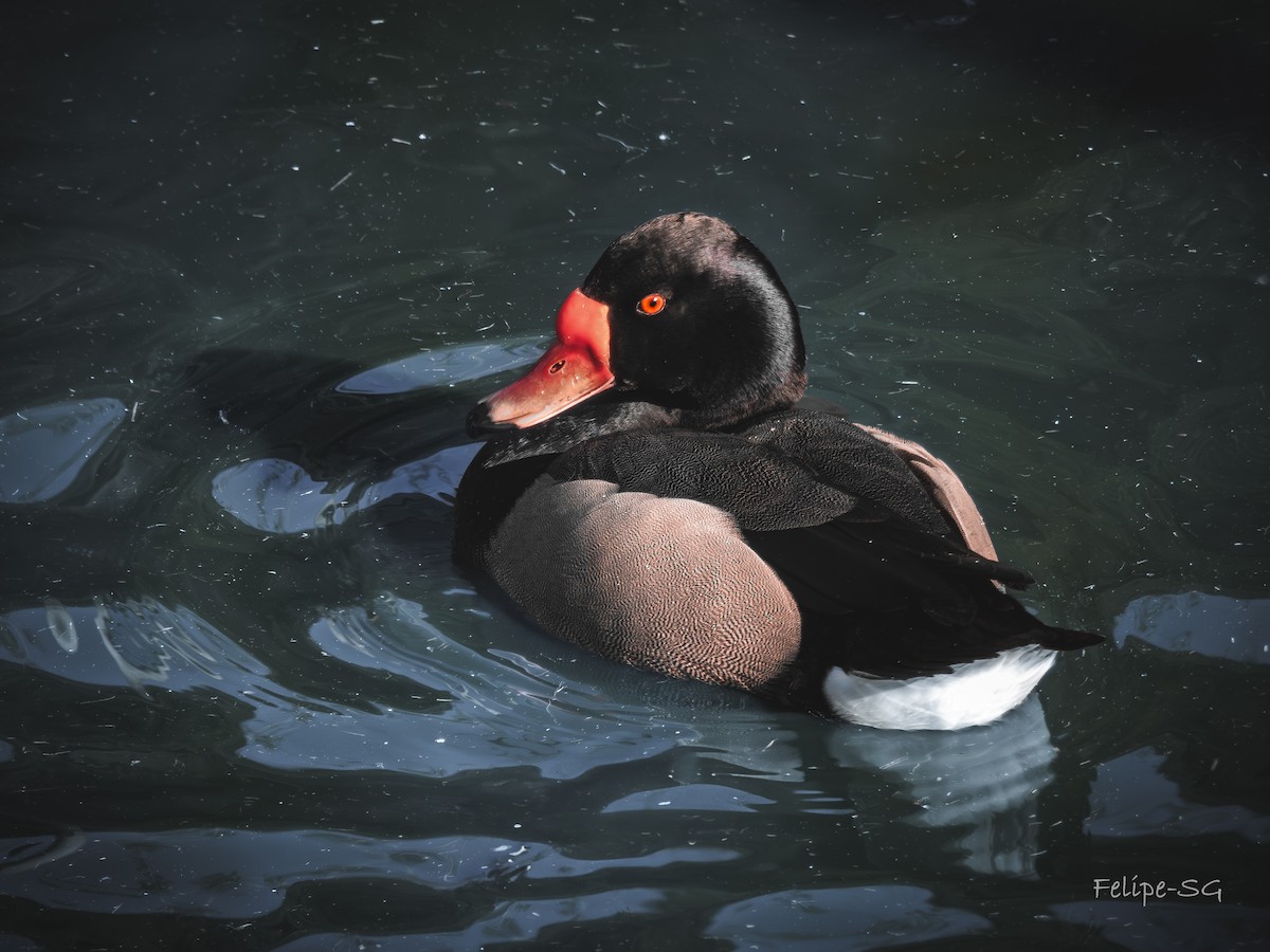 Rosy-billed Pochard - ML622680602