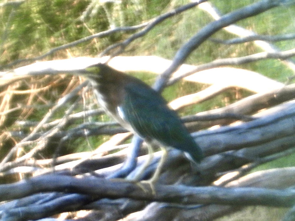 Green Heron - ML622680626