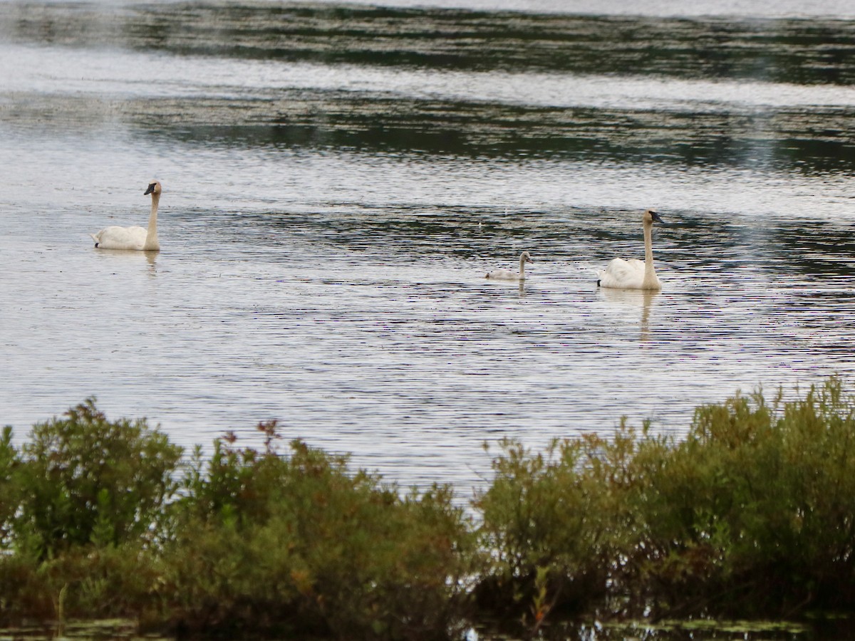 Trumpeter Swan - ML622680631