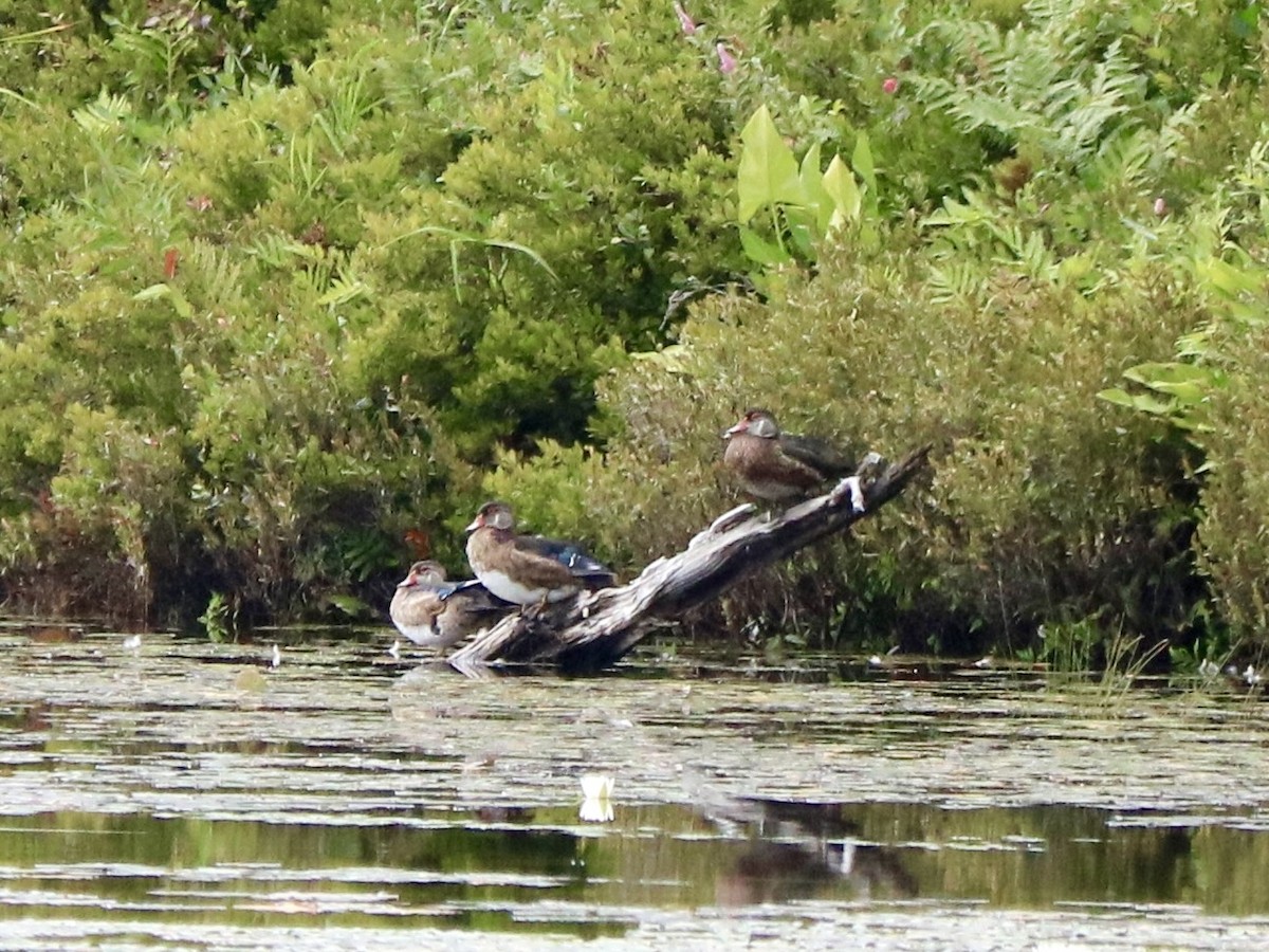 Wood Duck - ML622680638