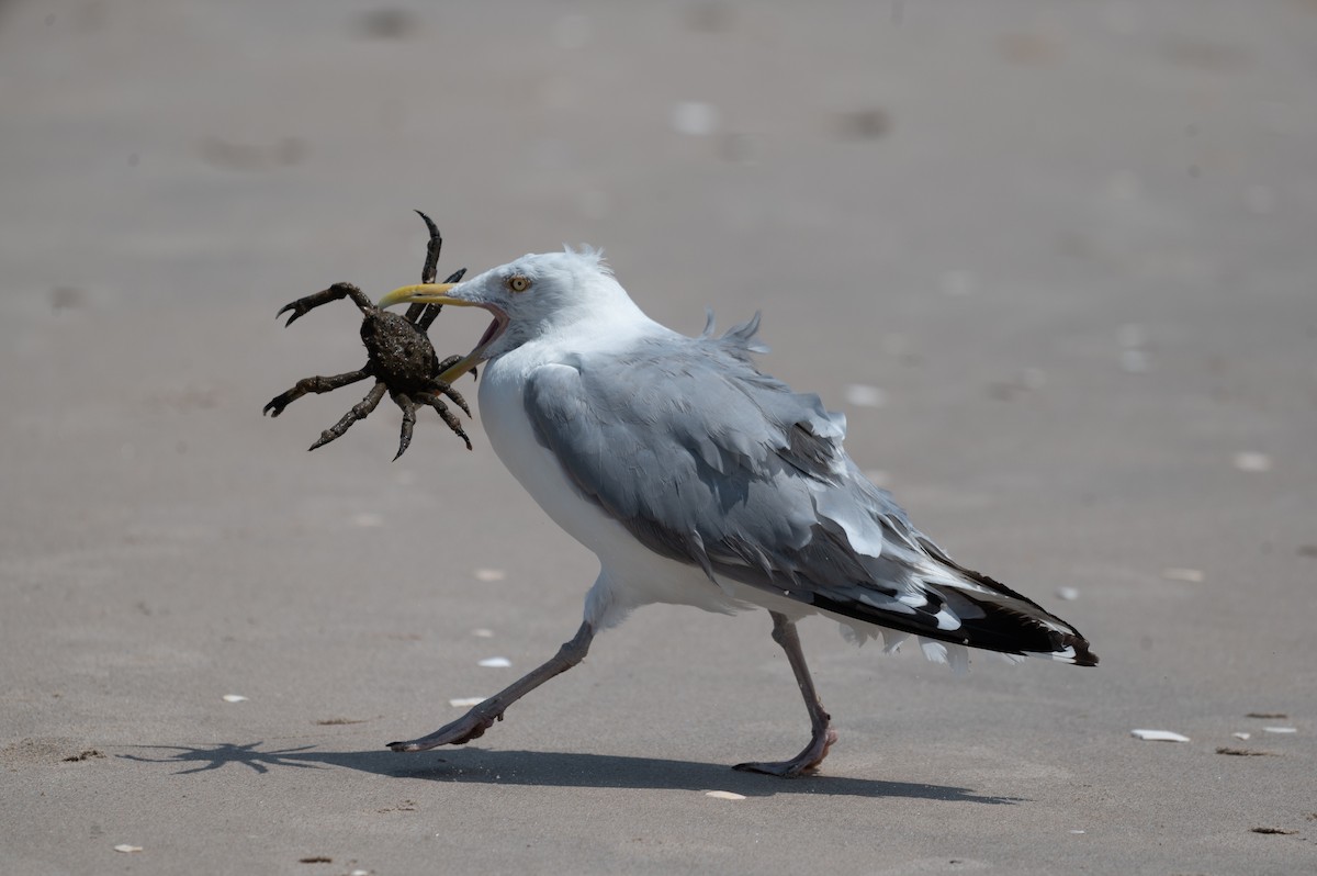 Gaviota Argéntea (americana) - ML622680644