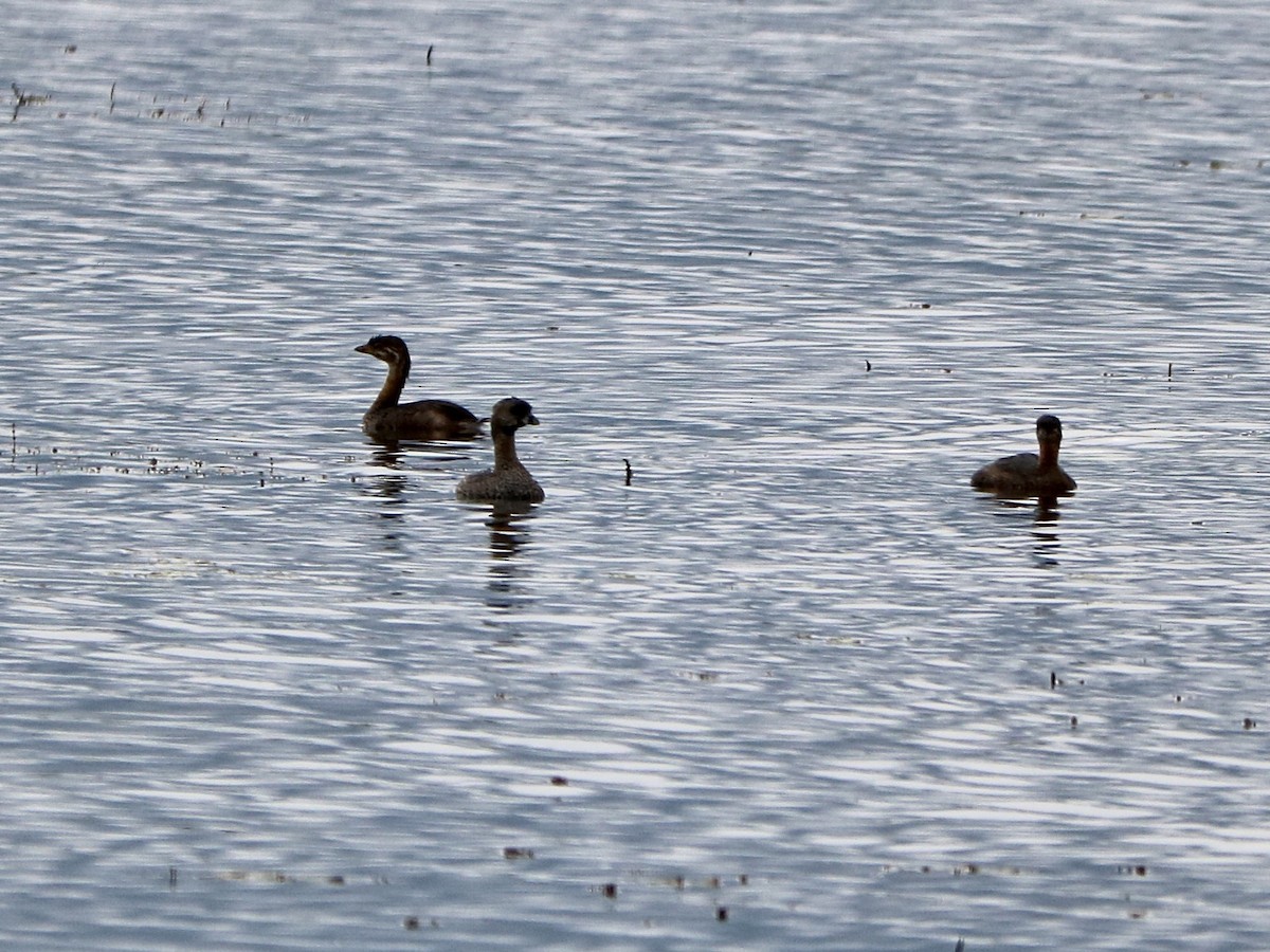 Pied-billed Grebe - ML622680646