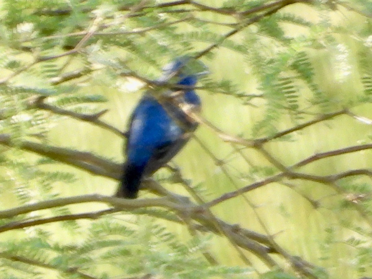 גבתאי כחול - ML622680651