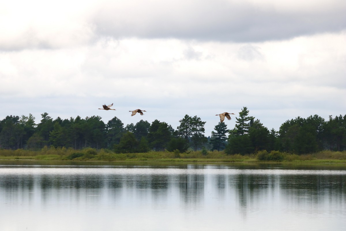 Sandhill Crane - ML622680652