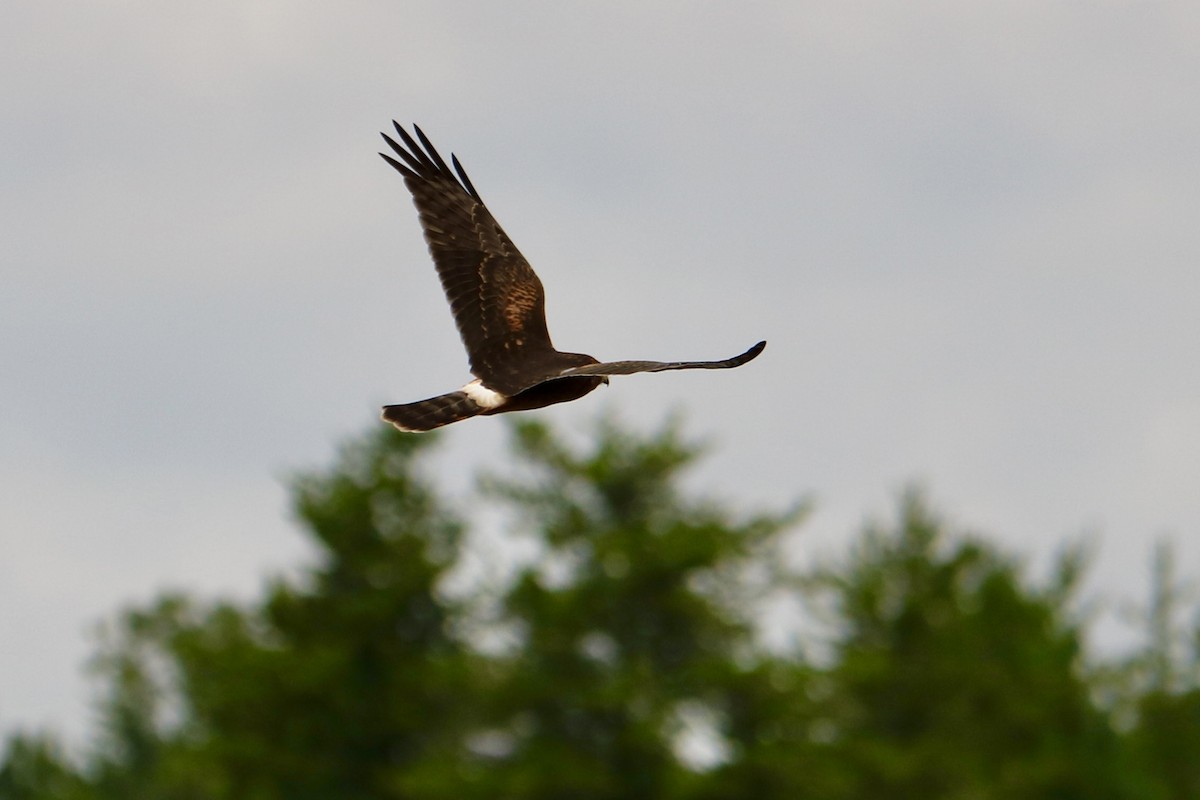 Northern Harrier - ML622680664