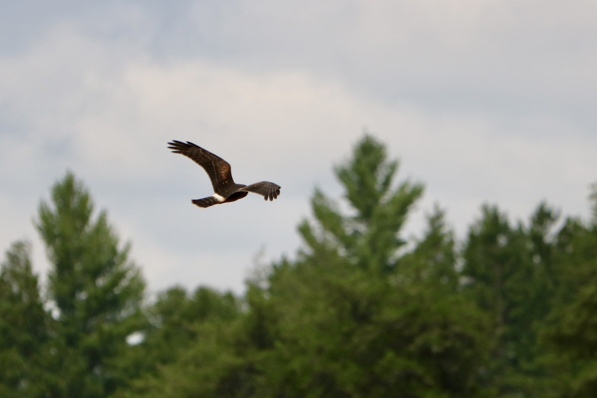 Northern Harrier - ML622680665