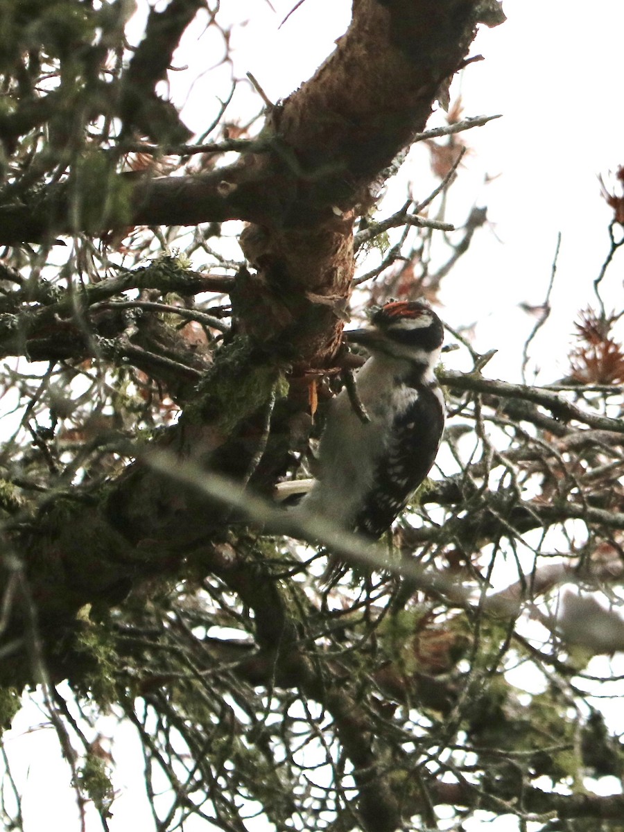 Hairy Woodpecker - ML622680673