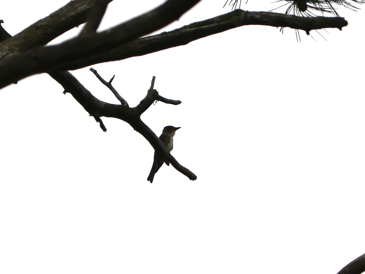 Olive-sided Flycatcher - ML622680677