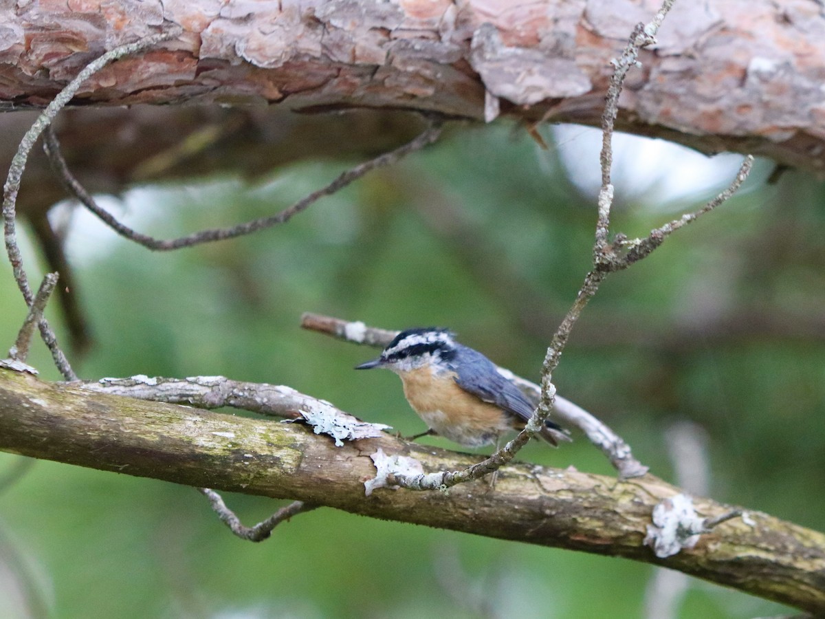 Red-breasted Nuthatch - ML622680700