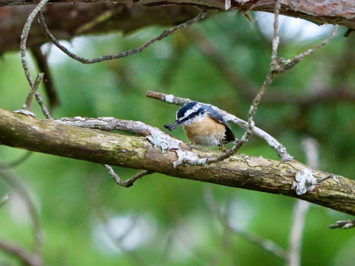 Red-breasted Nuthatch - ML622680701