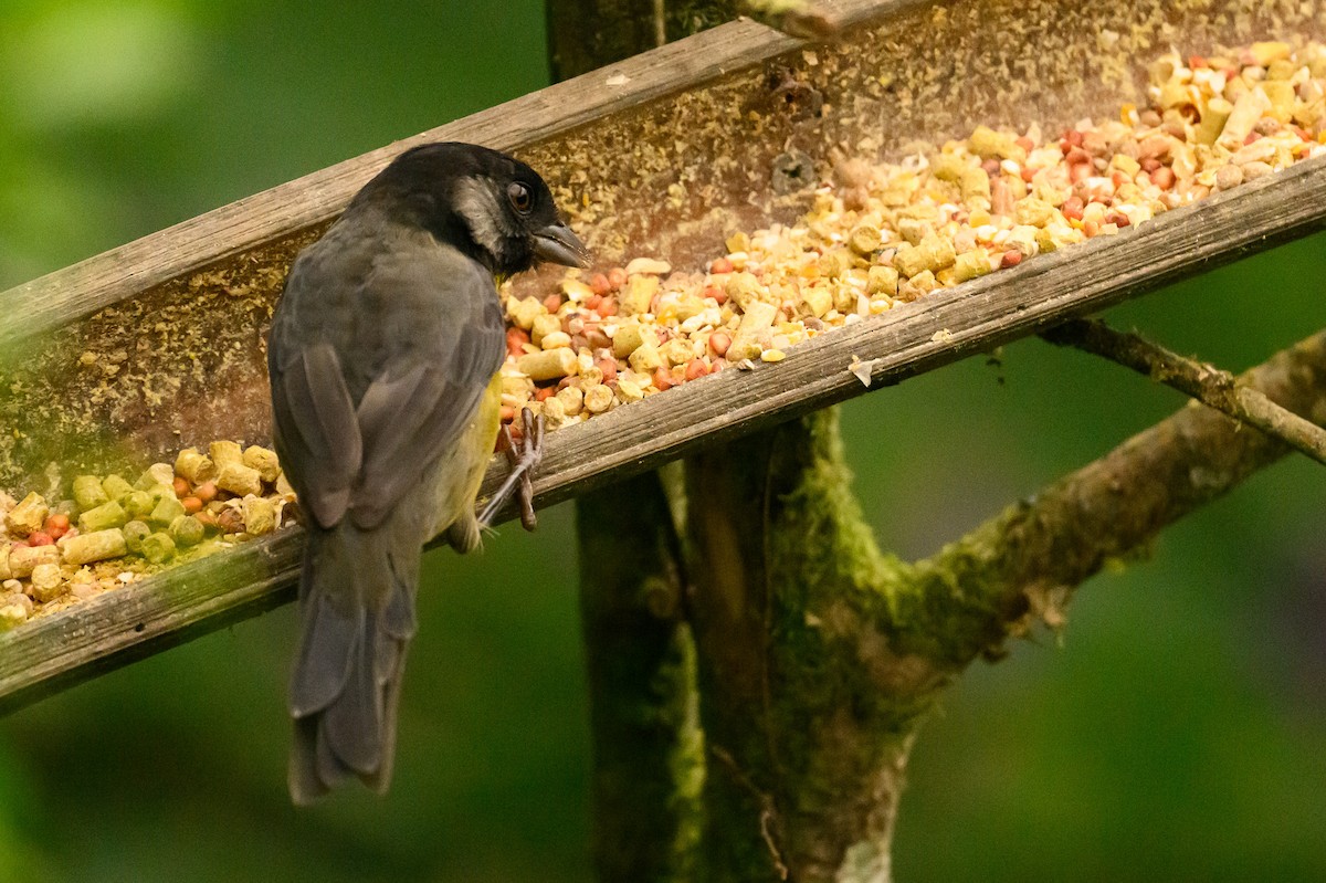 Santa Marta Brushfinch - ML622680702