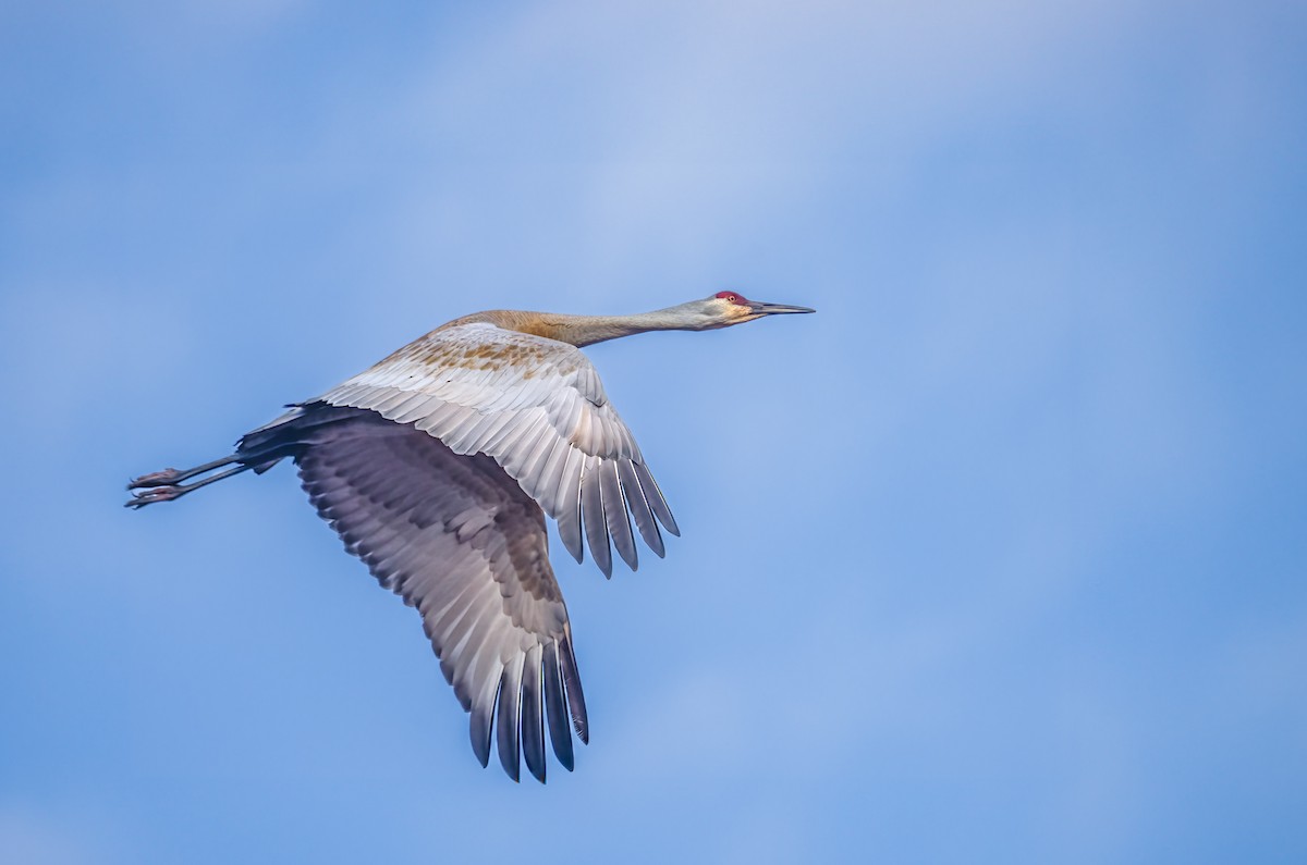 Sandhill Crane - ML622680706