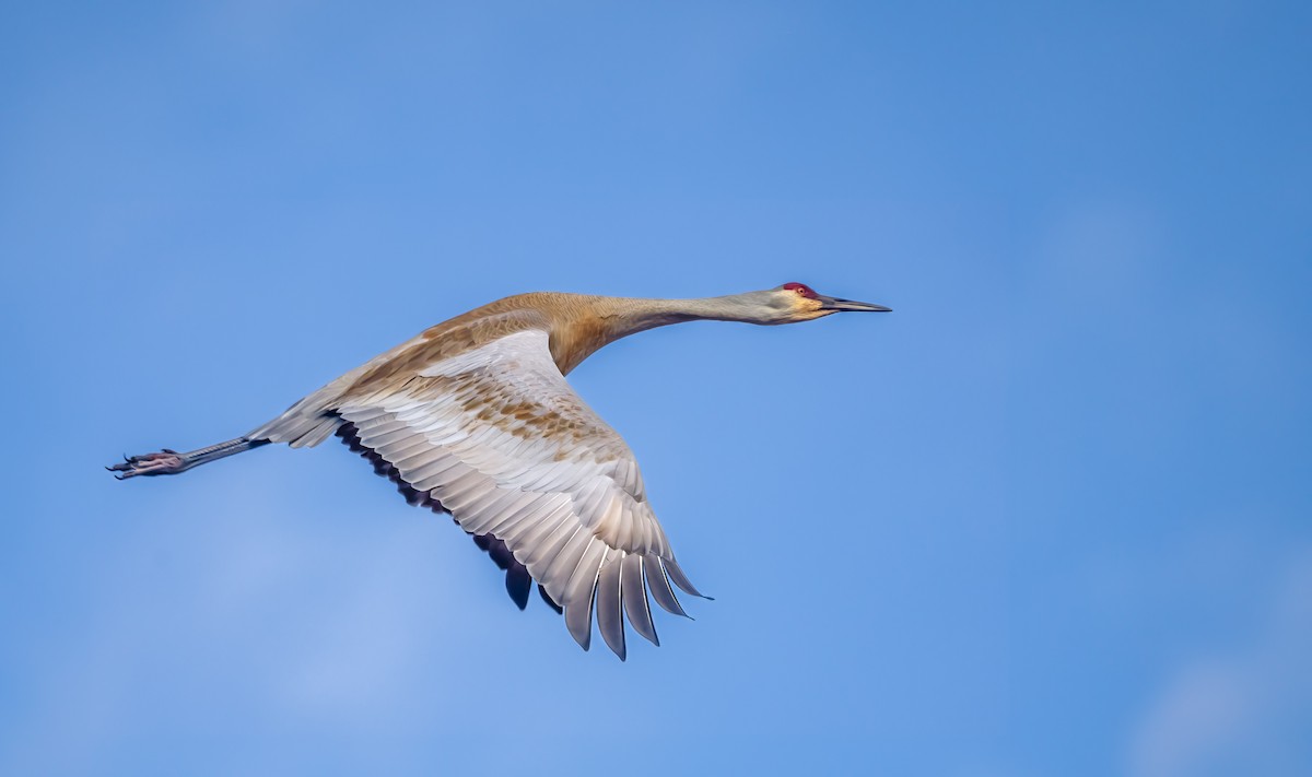 Sandhill Crane - ML622680707