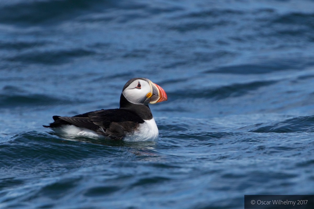 Atlantic Puffin - ML62268071