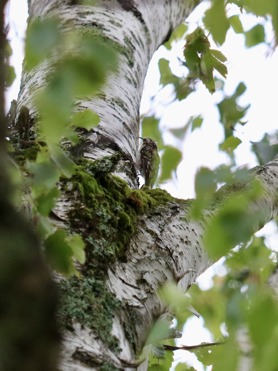 Brown Creeper - Heidi Swanson