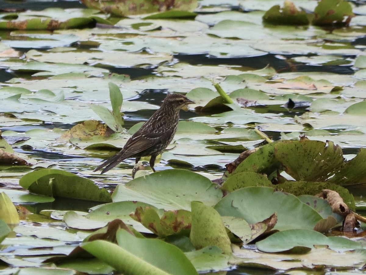 Red-winged Blackbird - ML622680728