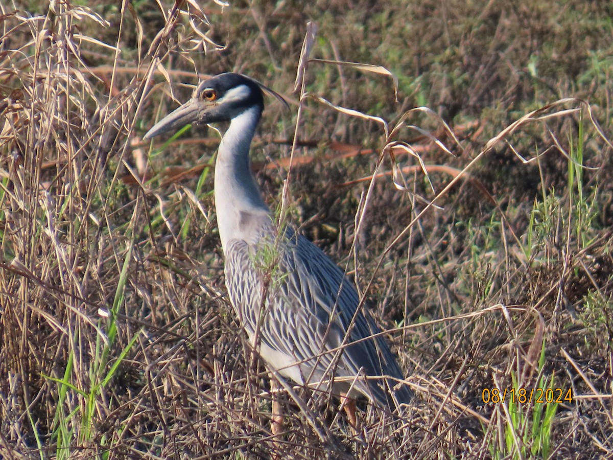 Yellow-crowned Night Heron - ML622680734