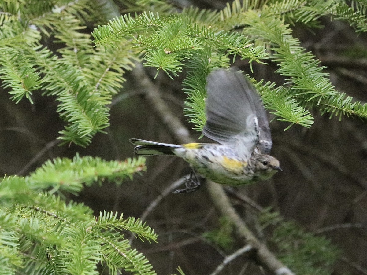 Yellow-rumped Warbler - Heidi Swanson