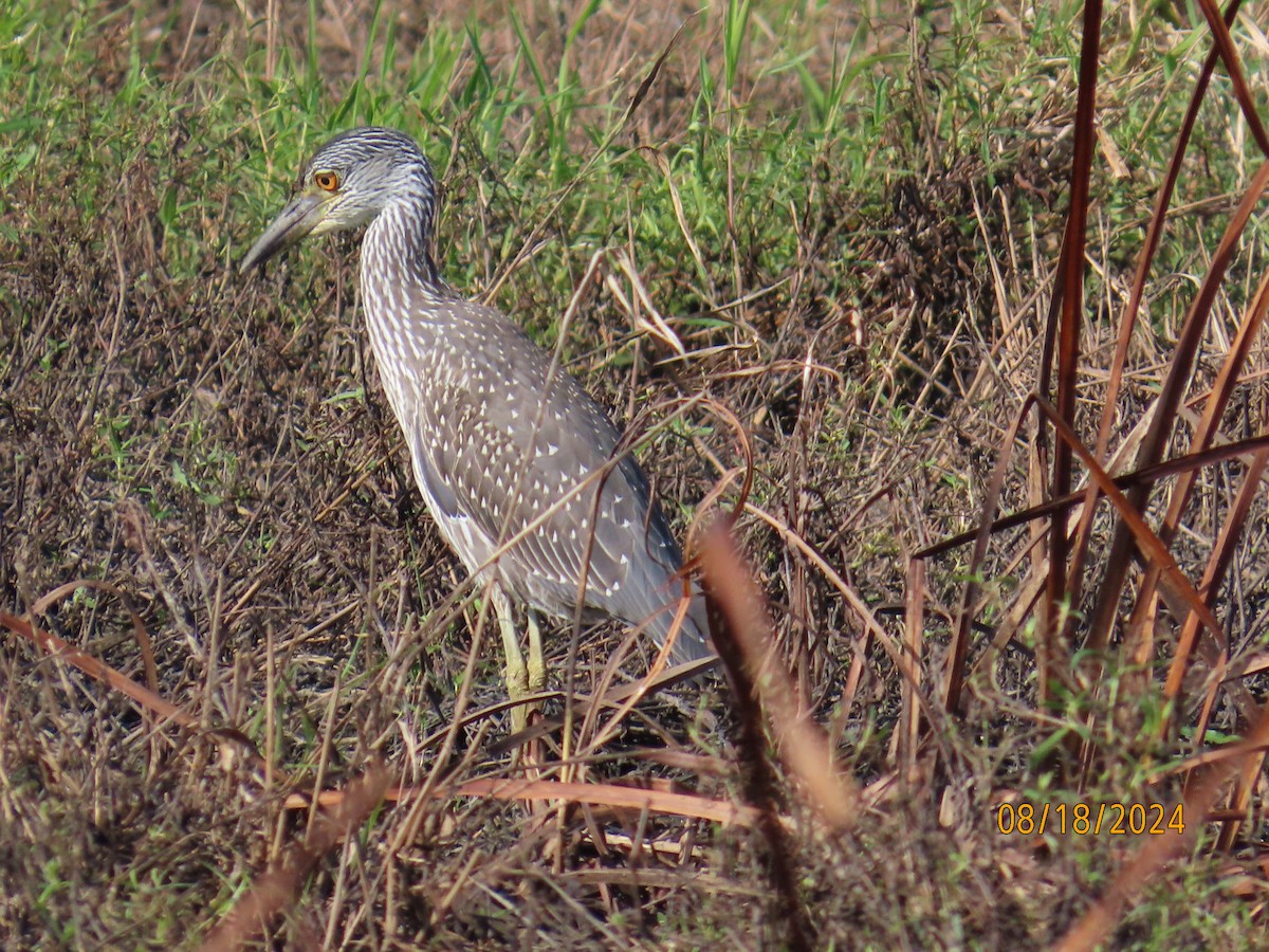 Yellow-crowned Night Heron - ML622680746