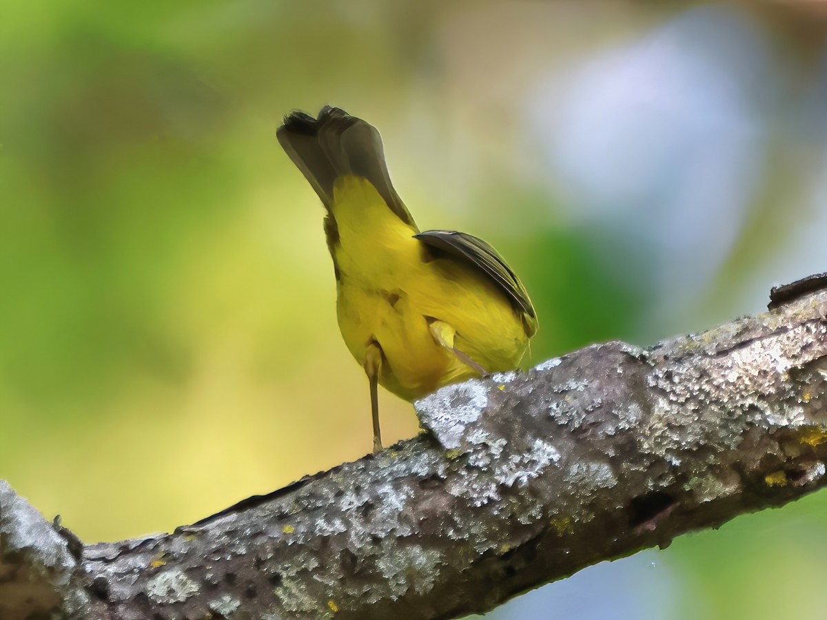 Wilson's Warbler - ML622680792