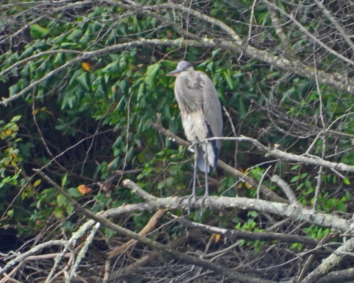 Garza Azulada - ML622680830