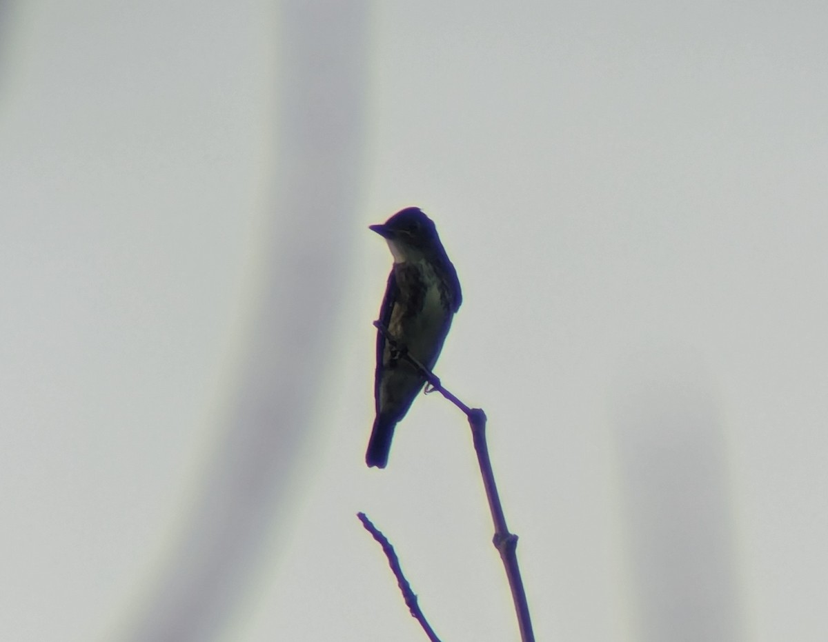 Olive-sided Flycatcher - Matthew Tobey