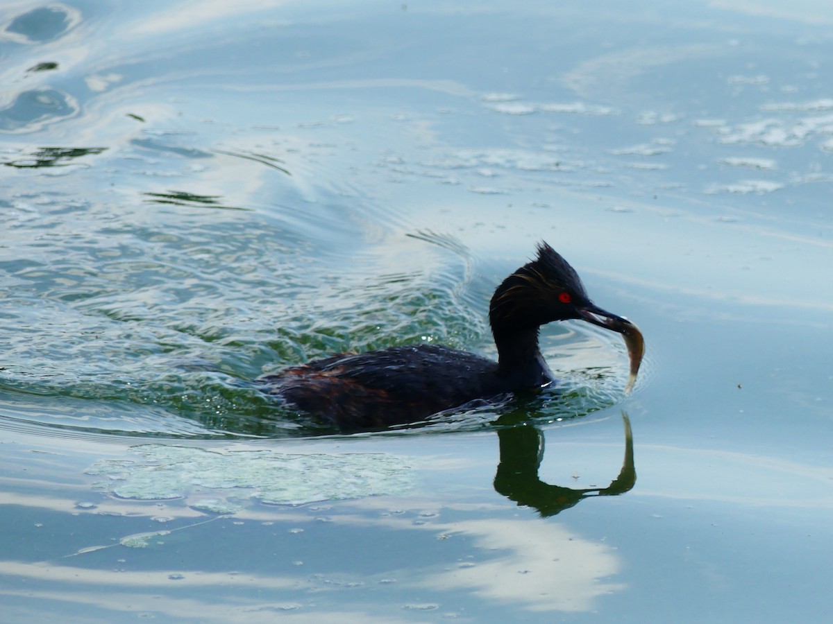 Eared Grebe - ML622680883