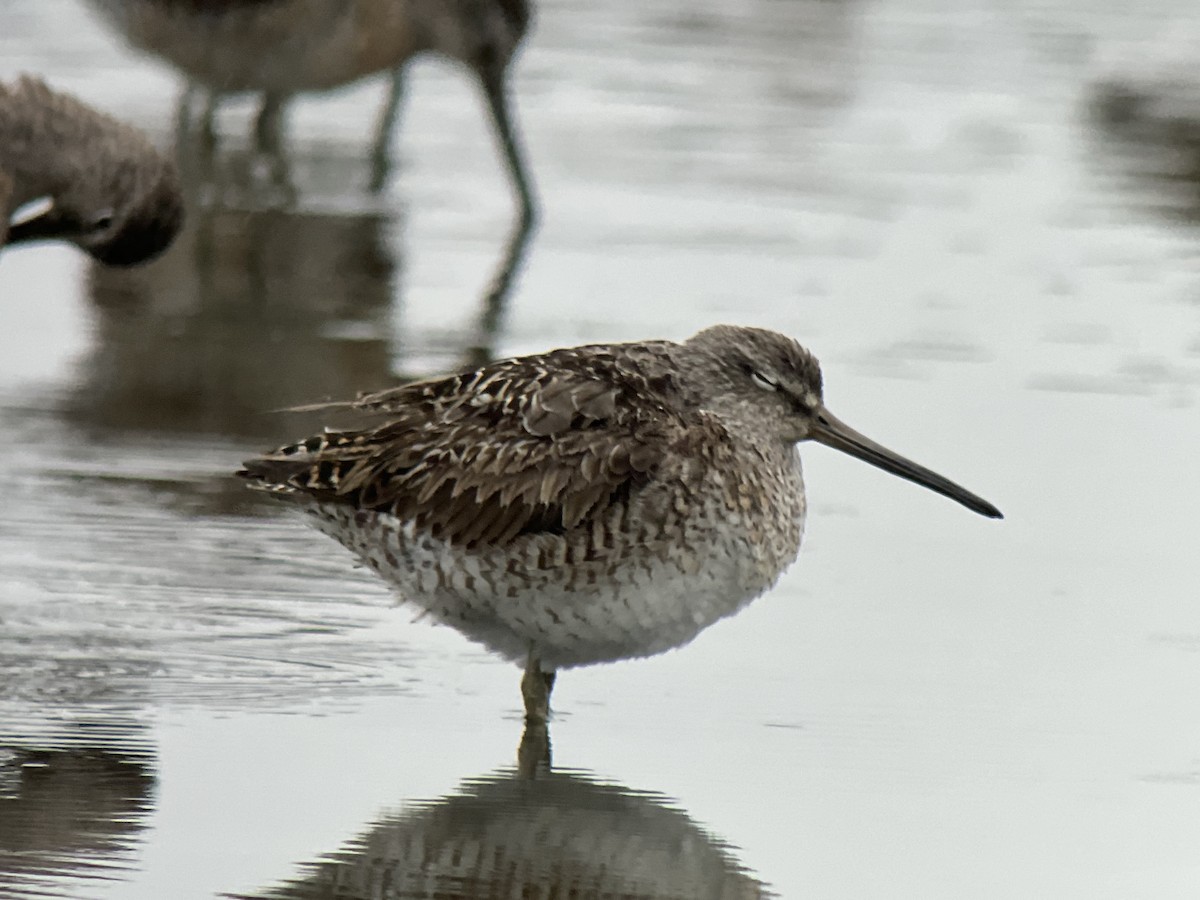 Short-billed Dowitcher - Andrew Baksh