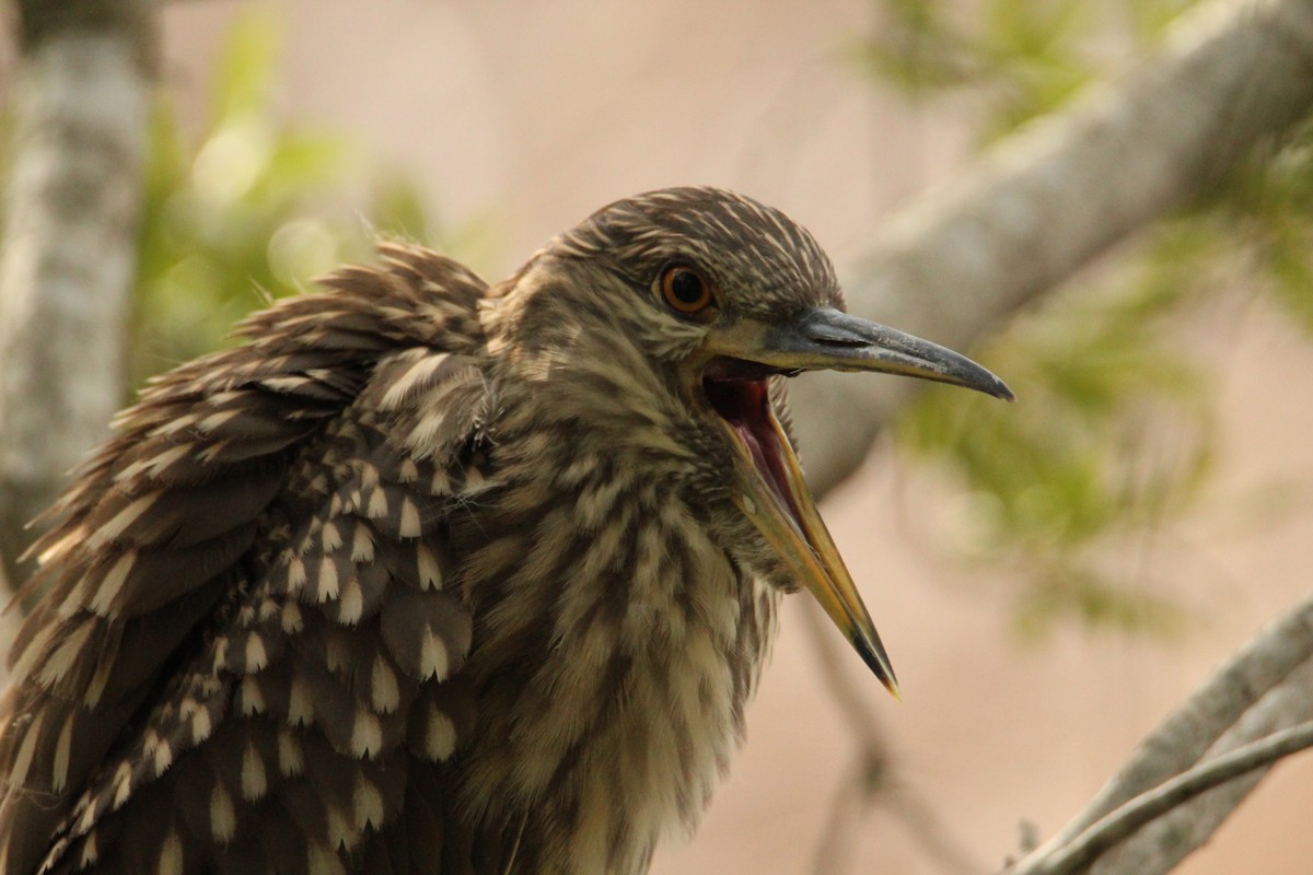 Black-crowned Night Heron - Anonymous