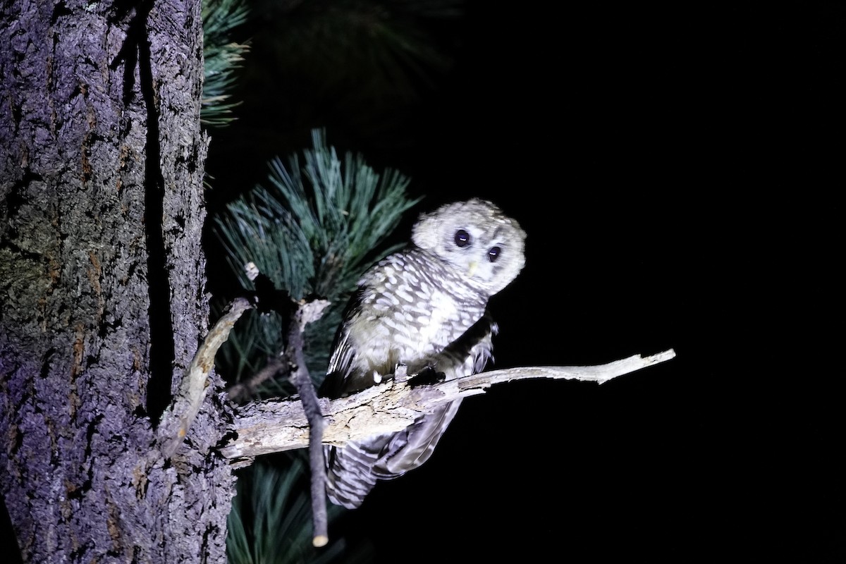 Spotted Owl (Mexican) - ML622681054