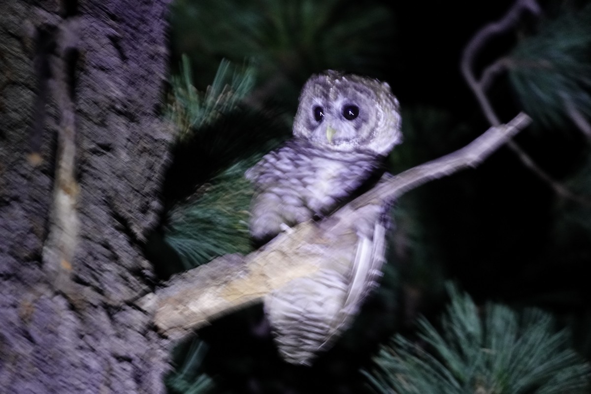 Spotted Owl (Mexican) - ML622681055