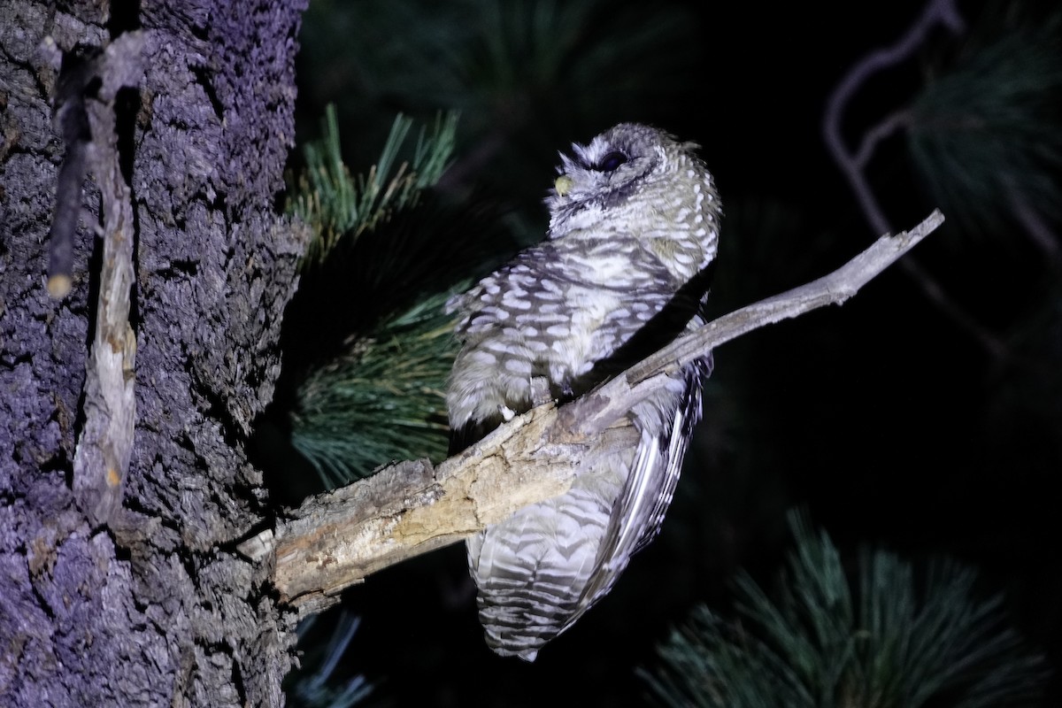 Spotted Owl (Mexican) - ML622681056