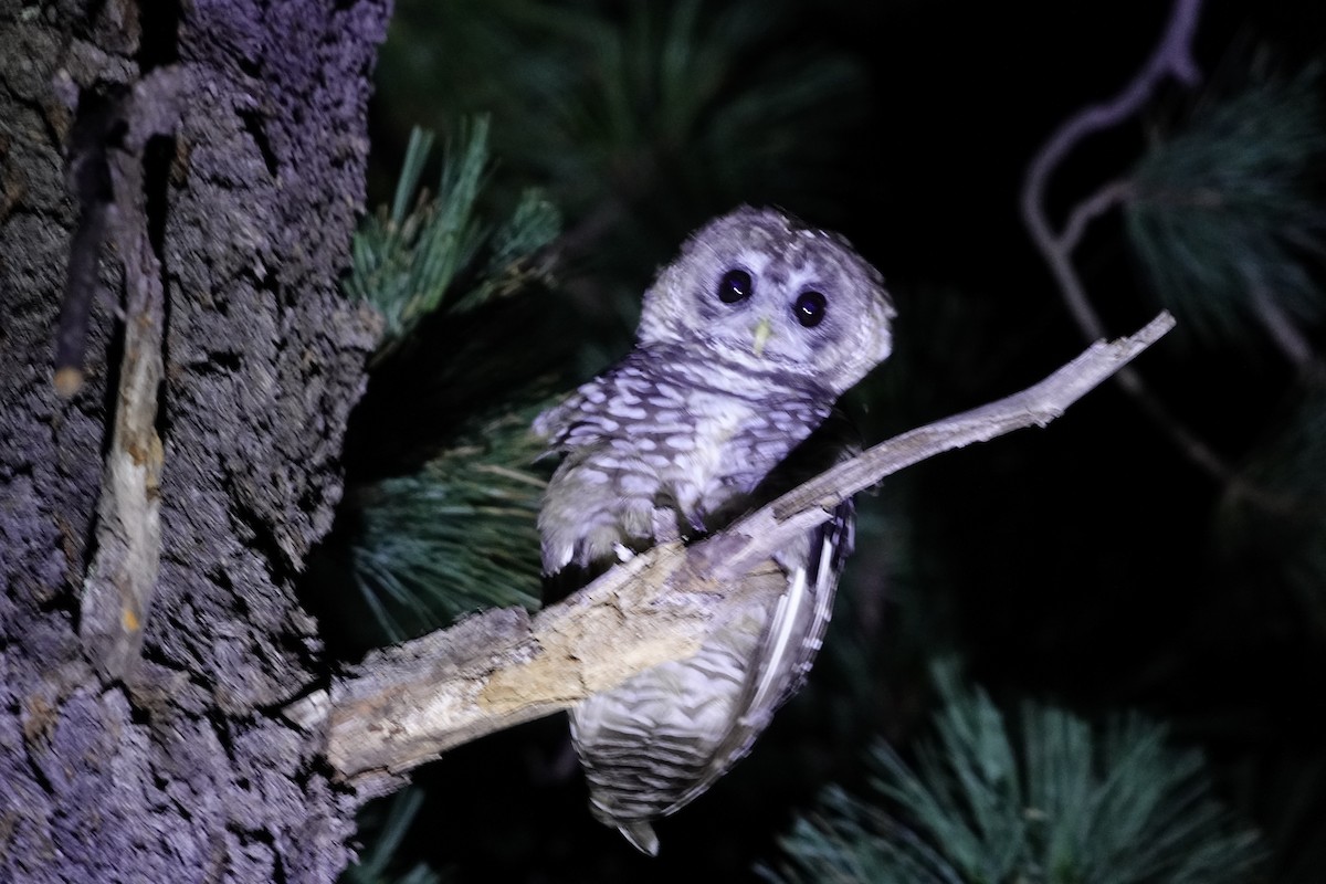 Spotted Owl (Mexican) - ML622681057