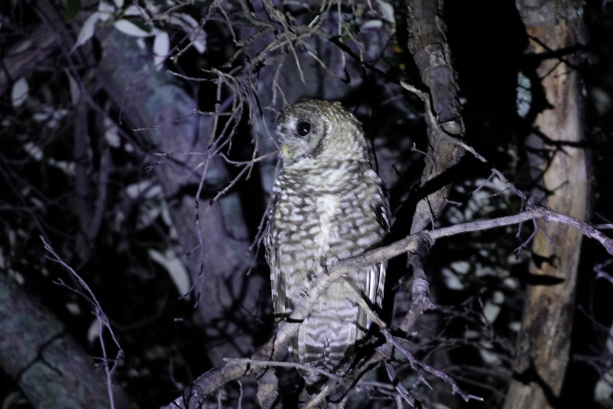 Spotted Owl (Mexican) - ML622681058