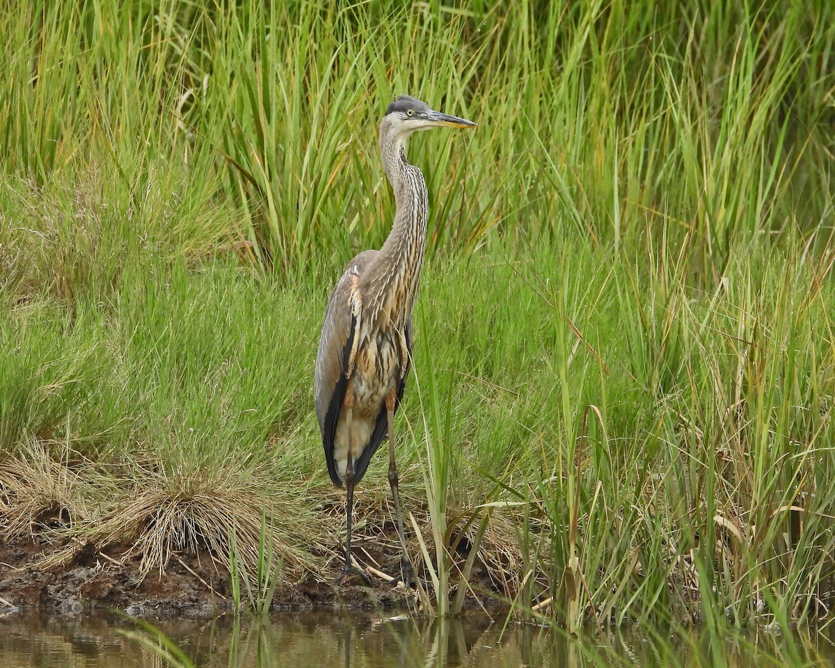 Garza Azulada - ML622681082