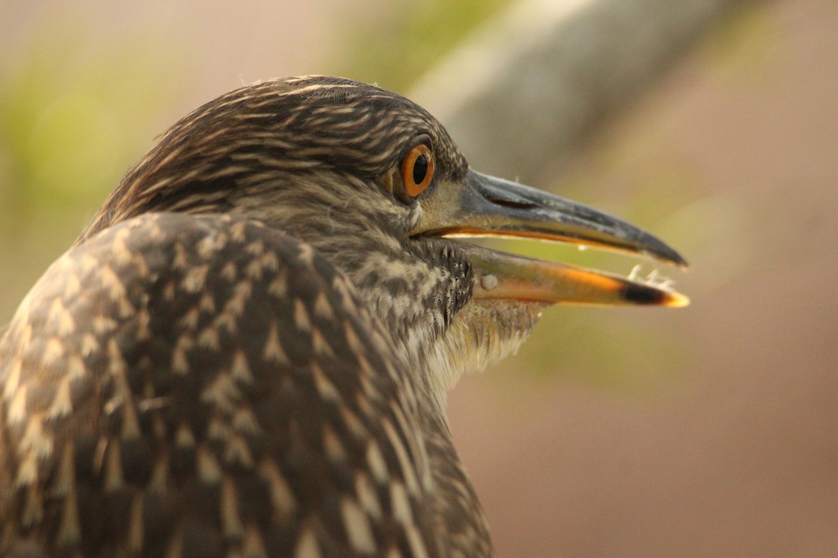 Black-crowned Night Heron - Anonymous