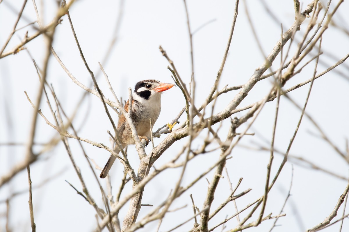 White-eared Puffbird - Gabe LaCount