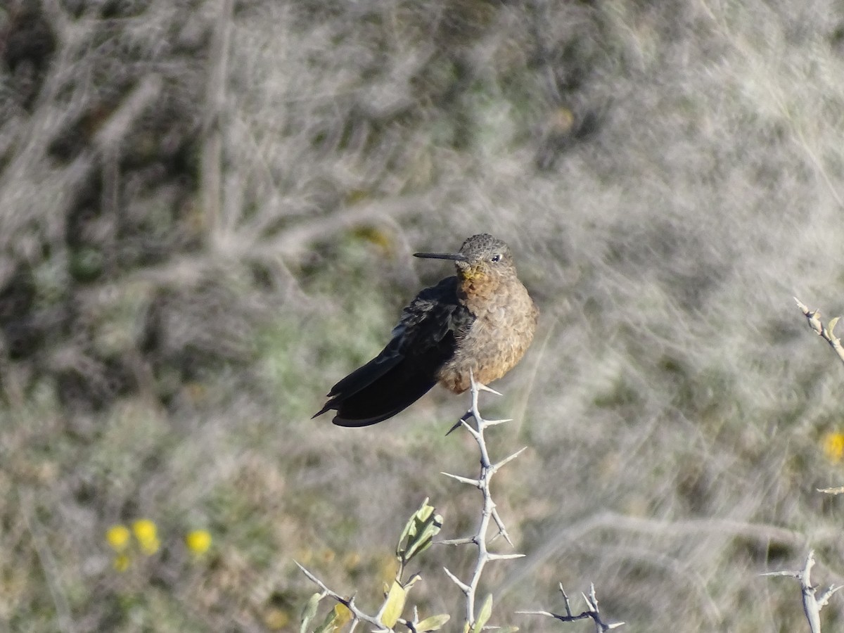 Riesenkolibri - ML622681089