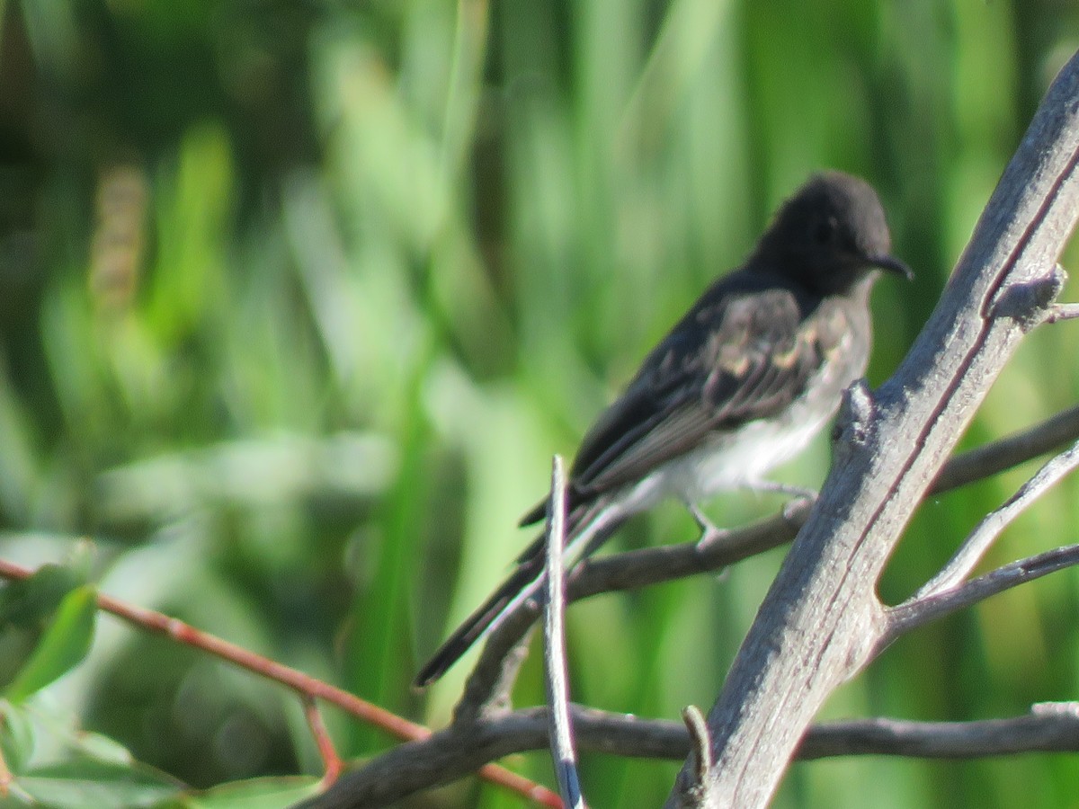 Black Phoebe - Lisa Hoffman