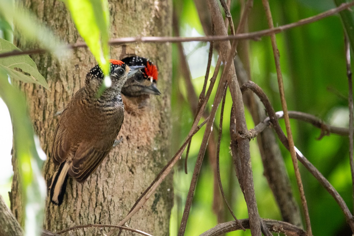 White-barred Piculet - Gabe LaCount