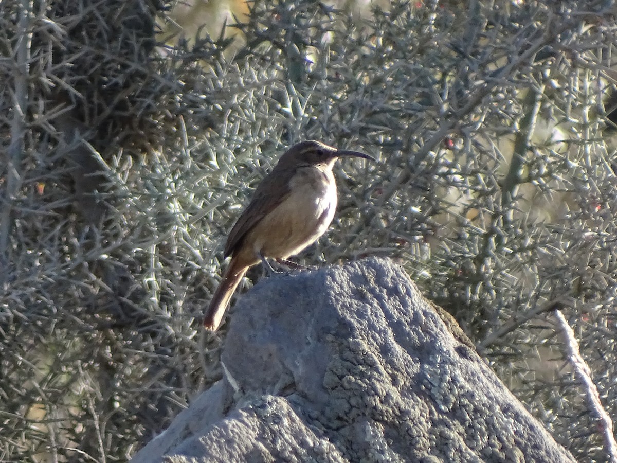 Buff-breasted Earthcreeper - ML622681102