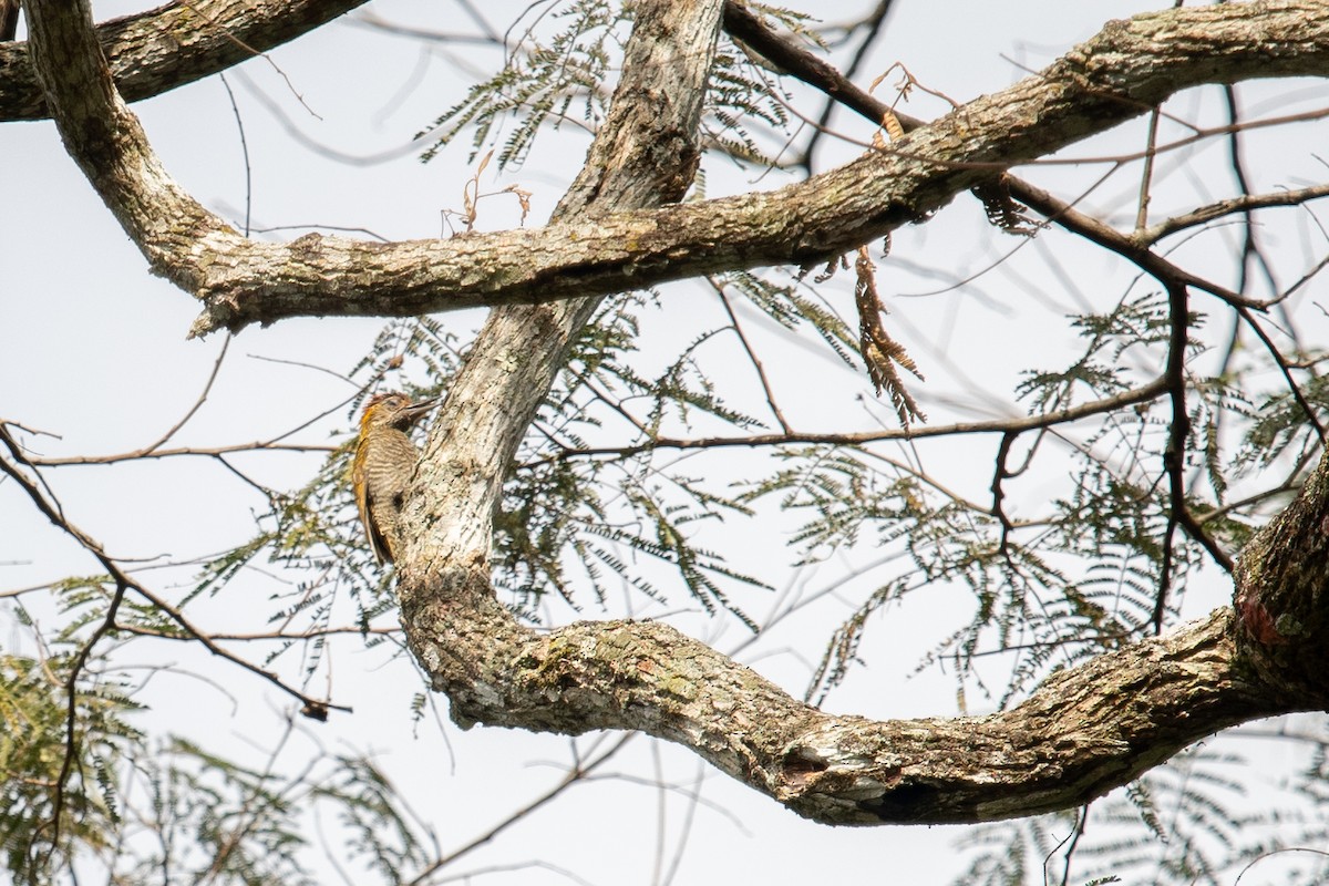 Yellow-eared Woodpecker - Gabe LaCount