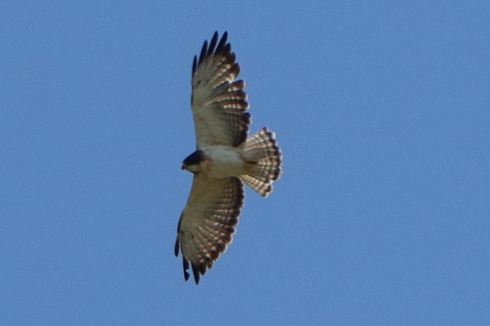 Short-tailed Hawk - Robert Irwin